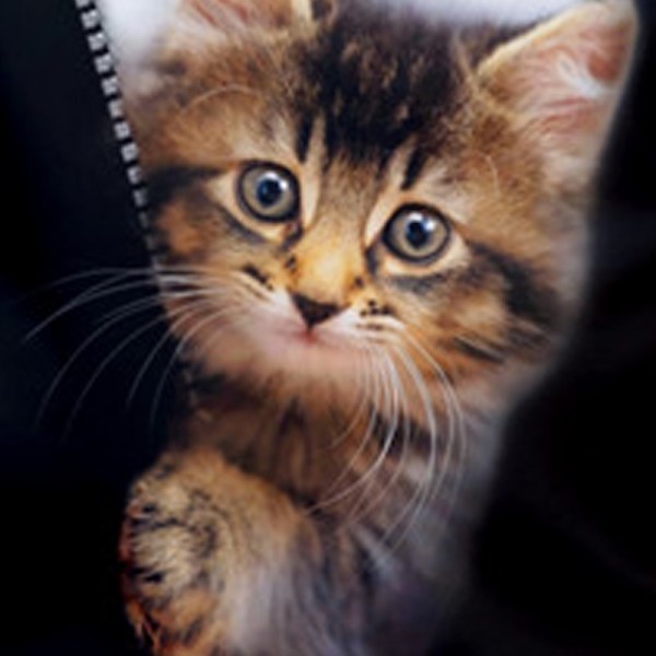 Girls' 3D Cat Tee Shirt Short Sleeve 3D Print Summer Active Fashion Cute Polyester Kids 3-12 Years Crew Neck Outdoor Casual Daily Regular Fit Girls' 3D Cat Tee Shirt Short Sleeve 3D Print Summer Active Fashion Cute Polyester Kids 3-12 Years Crew Neck Outdoor Casual Daily Regular Fit