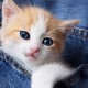 Girls' 3D Cat Tee Shirts Short Sleeve 3D Print Summer Active Fashion Cute Polyester Kids 3-12 Years Crew Neck Outdoor Casual Daily Regular Fit Girls' 3D Cat Tee Shirts Short Sleeve 3D Print Summer Active Fashion Cute Polyester Kids 3-12 Years Crew Neck Outdoor Casual Daily Regular Fit