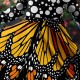 Girls' 3D Animal Butterfly Dress Long Sleeve 3D Print Fall Winter Daily Holiday Vacation Cute Casual Sweet Kids 3-10 Years Swing Dress A Line Dress Above Knee Polyester Regular Fit Girls' 3D Animal Butterfly Dress Long Sleeve 3D Print Fall Winter Daily Holiday Vacation Cute Casual Sweet Kids 3-10 Years Swing Dress A Line Dress Above Knee Polyester Regular Fit