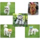Dog Hat-Pet Baseball Cap/Dogs Sport Hat/Visor Cap with Ear Holes and Chin Strap for Small Dogs by Happy Hours (S ,M,L,XL ) Dog Hat-Pet Baseball Cap/Dogs Sport Hat/Visor Cap with Ear Holes and Chin Strap for Small Dogs by Happy Hours (S ,M,L,XL )