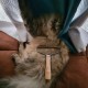 Dog &amp; Cat Hair Removal Brush: Say Goodbye to Pet Hair with 1pc Remover