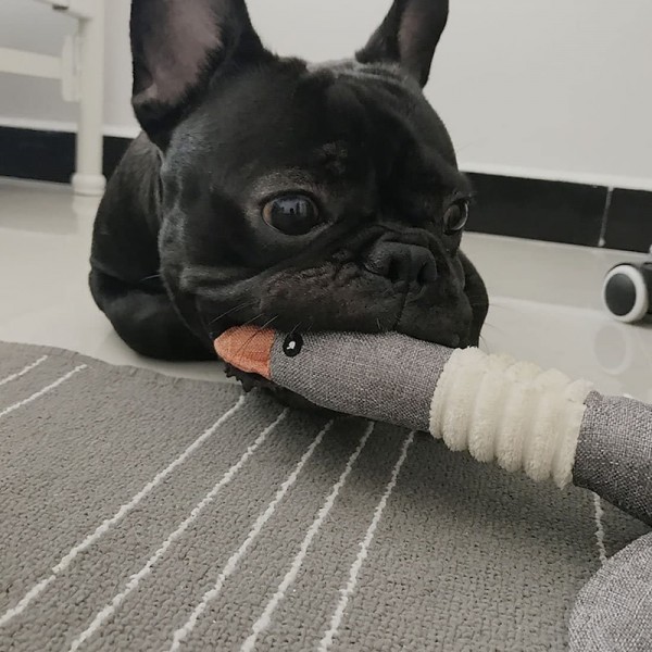 Dog Toys for Strong Aggressive Chewers Small Breed and Squeaky Goose for Small Medium Dogs Dog Toys for Strong Aggressive Chewers Small Breed and Squeaky Goose for Small Medium Dogs