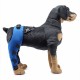 Harnesses Camouflage Knee Brace for Dogs, Treat ACL, CCL Injury, Arthritis, Joint Pain, Fatigue and Stress with The Walkabout Knee Brace (Medium Right) Harnesses Camouflage Knee Brace for Dogs, Treat ACL, CCL Injury, Arthritis, Joint Pain, Fatigue and Stress with The Walkabout Knee Brace (Medium Right)