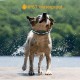 3300Ft Remote No Shock Pet Dog Training Collar Rechargeable IPX7 Waterproof E Collar Beep Vibration Human Dog Trainer 3300Ft Remote No Shock Pet Dog Training Collar Rechargeable IPX7 Waterproof E Collar Beep Vibration Human Dog Trainer