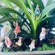 6pcs/set Resin Flower Pot Fairy Decorations for Home and Garden Beautification Transform Your Indoor and Outdoor Spaces with Elegance 6pcs/set Resin Flower Pot Fairy Decorations for Home and Garden Beautification Transform Your Indoor and Outdoor Spaces with Elegance