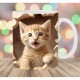 3D Print Kittens Hole In A Wall Mug, Ceramic Coffee Cat Mug 3D Novelty Cat Mugs Cat Lovers Coffee Mug Cat Club Cup White Ceramic Mug Gifts For Men Women 3D Print Kittens Hole In A Wall Mug, Ceramic Coffee Cat Mug 3D Novelty Cat Mugs Cat Lovers Coffee Mug Cat Club Cup White Ceramic Mug Gifts For Men Women