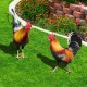 Acrylic 3d Simulation Rooster Courtyard Ground Plug Yard Art Garden Outdoor Decor Acrylic 3d Simulation Rooster Courtyard Ground Plug Yard Art Garden Outdoor Decor