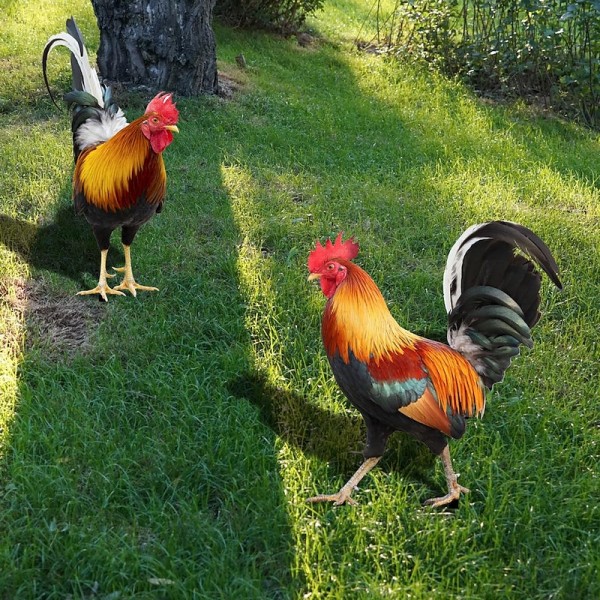 Acrylic 3d Simulation Rooster Courtyard Ground Plug Yard Art Garden Outdoor Decor Acrylic 3d Simulation Rooster Courtyard Ground Plug Yard Art Garden Outdoor Decor