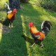 Acrylic 3d Simulation Rooster Courtyard Ground Plug Yard Art Garden Outdoor Decor Acrylic 3d Simulation Rooster Courtyard Ground Plug Yard Art Garden Outdoor Decor