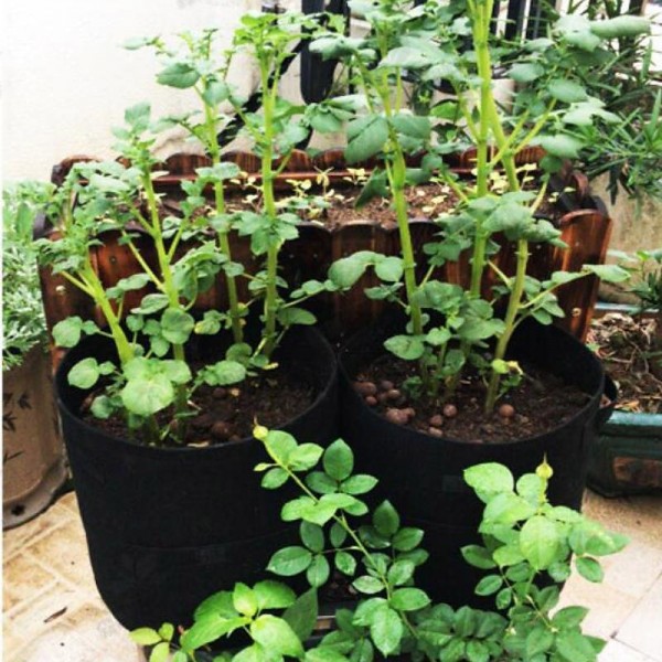 Plant Grow Bags Home Garden Potato Pot Greenhouse Vegetable Growing Bags Moisturizing Jardin Vertical Garden Bag Tools Plant Grow Bags Home Garden Potato Pot Greenhouse Vegetable Growing Bags Moisturizing Jardin Vertical Garden Bag Tools