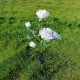 5 Head LED Solar Rose Orchid Flower Light Outdoor Garden Waterproof Simulation Lawn Lamp Wedding Party Christmas Decor Landscape Light 5 Head LED Solar Rose Orchid Flower Light Outdoor Garden Waterproof Simulation Lawn Lamp Wedding Party Christmas Decor Landscape Light