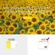A10 mobile phone projection mini home portable 4K high-definition intelligent mini projector LCD Projector Video Projector for Home Theater 480x360 1800 lm Compatible with HDMI USB A10 mobile phone projection mini home portable 4K high-definition intelligent mini projector LCD Projector Video Projector for Home Theater 480x360 1800 lm Compatible with HDMI USB